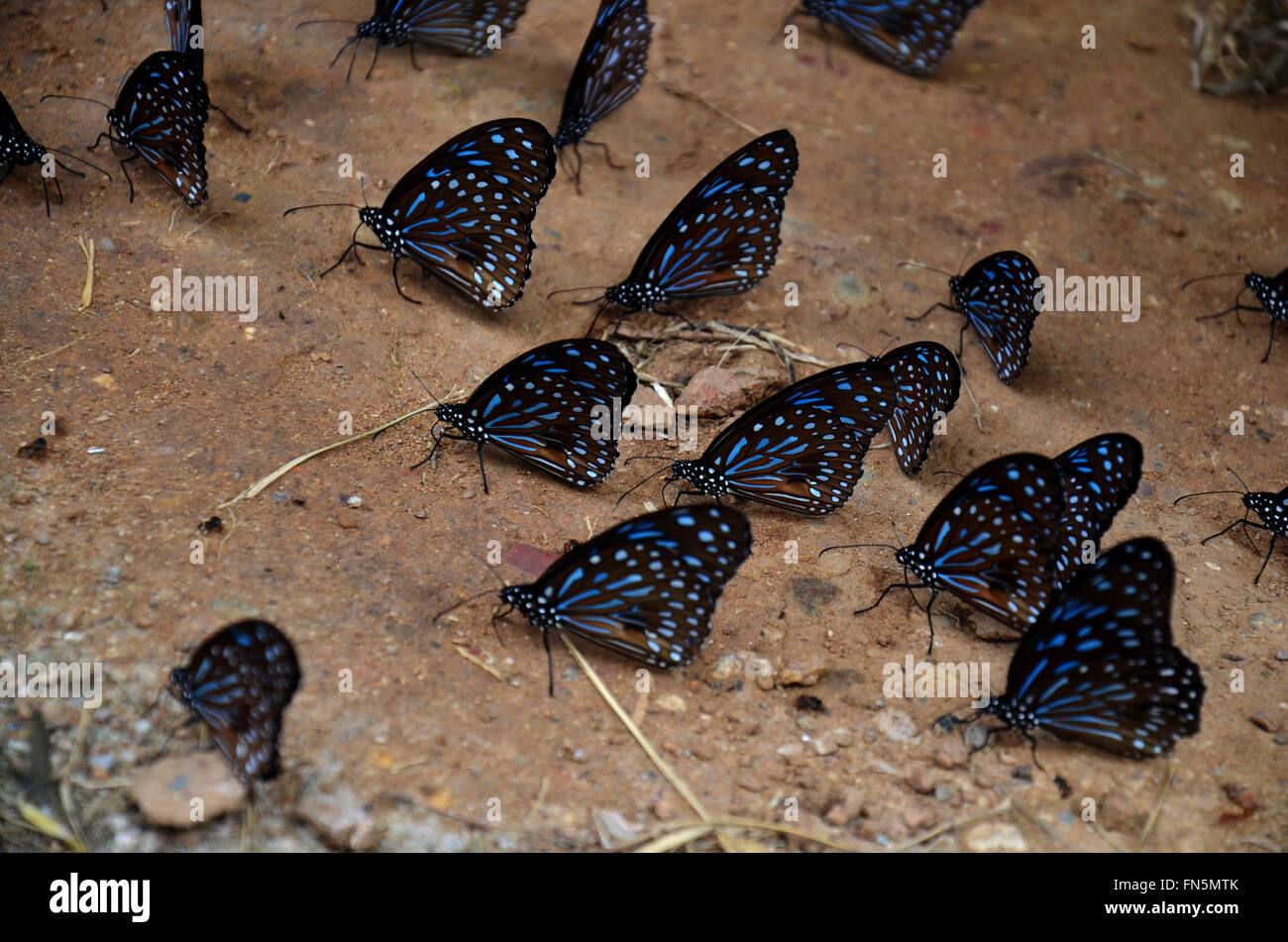 Butterfly eating Salt licks on ground at PanoenThung forest in Kaeng