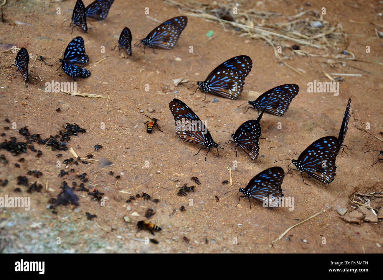 Salt lick butterflies hires stock photography and images Alamy