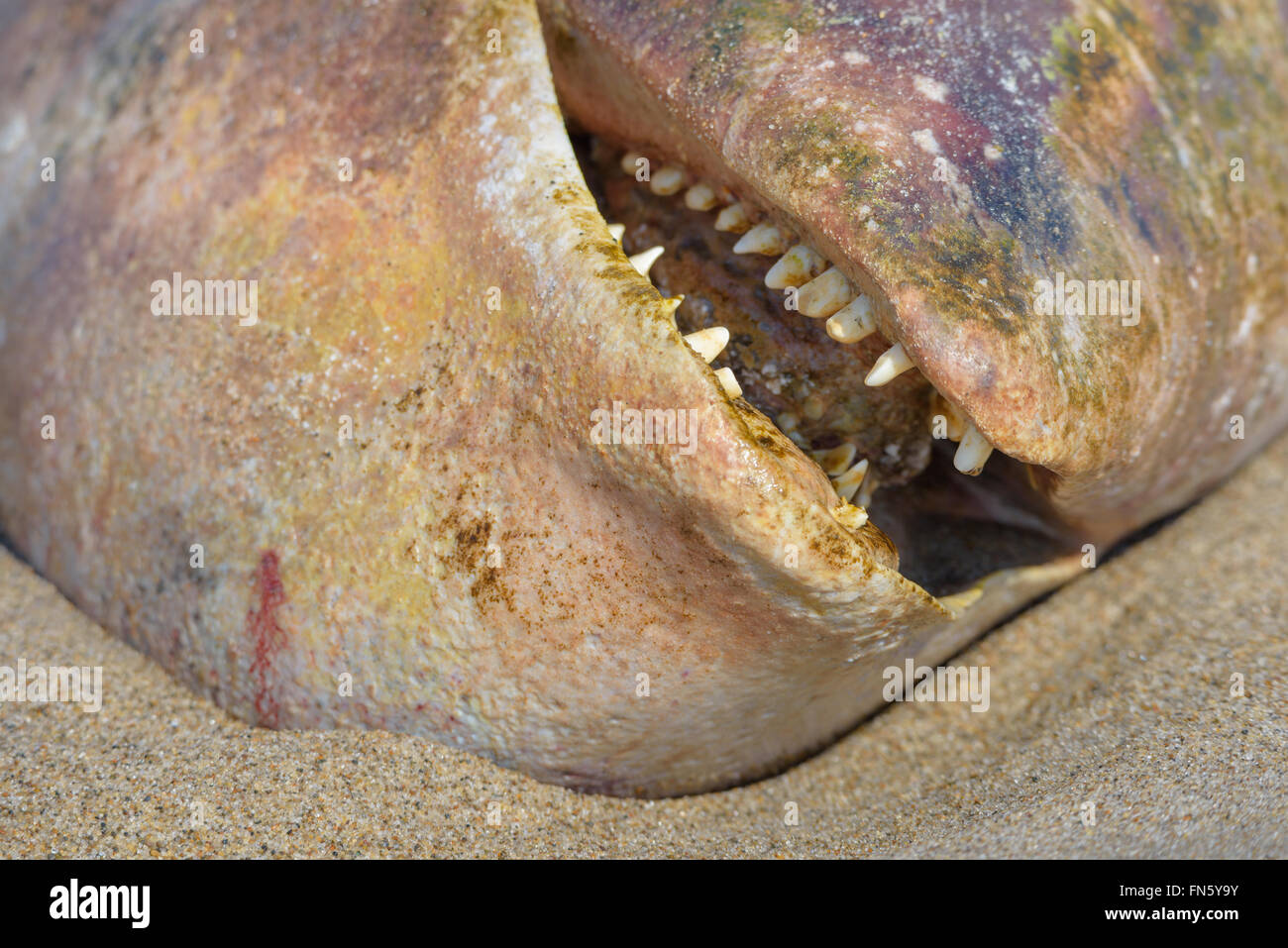 The carcass of a dead beluga. Sakhalin island, Russia. Stock Photo