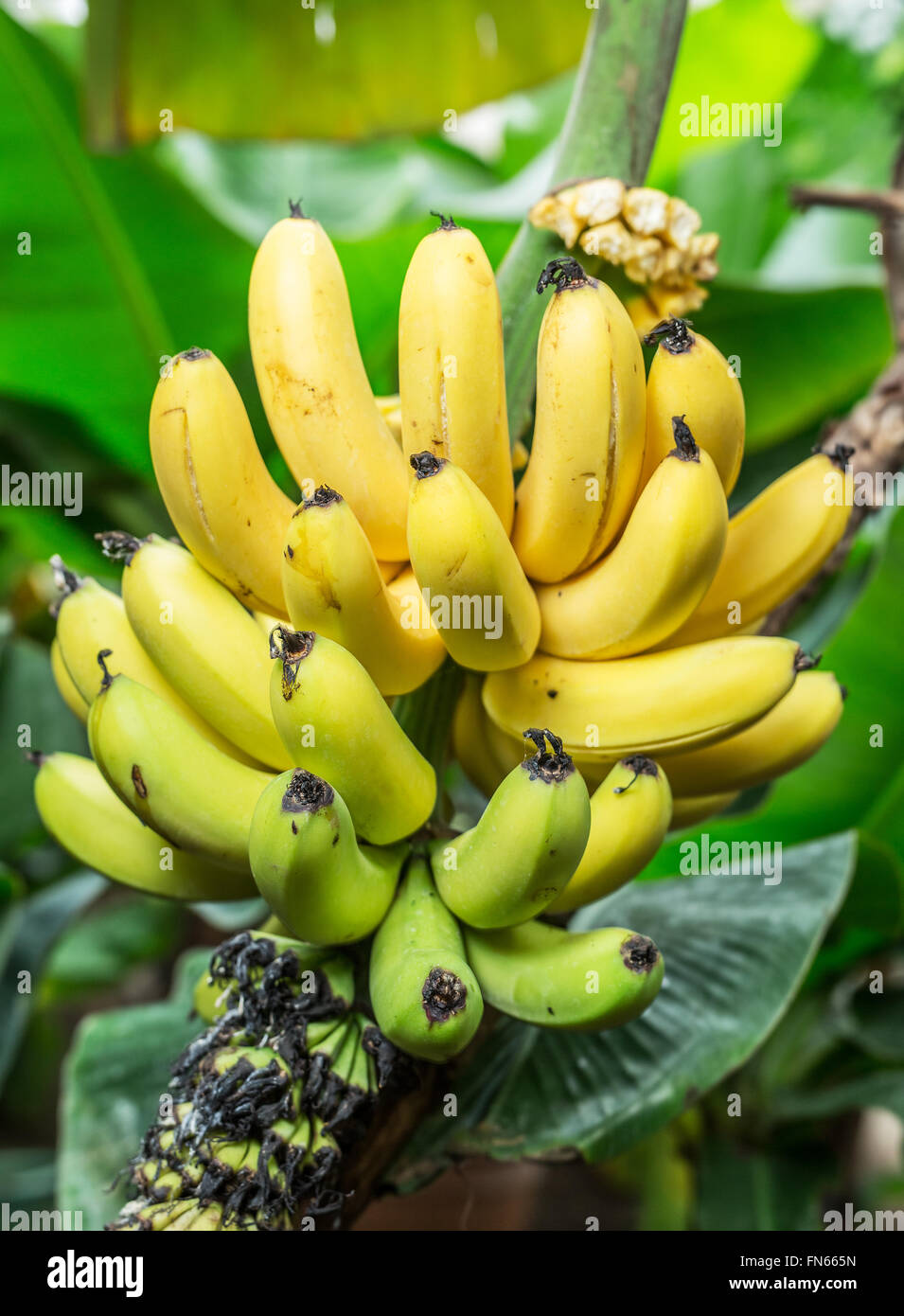 Ripe bunch of bananas on the palm. Closeup picture. Stock Photo