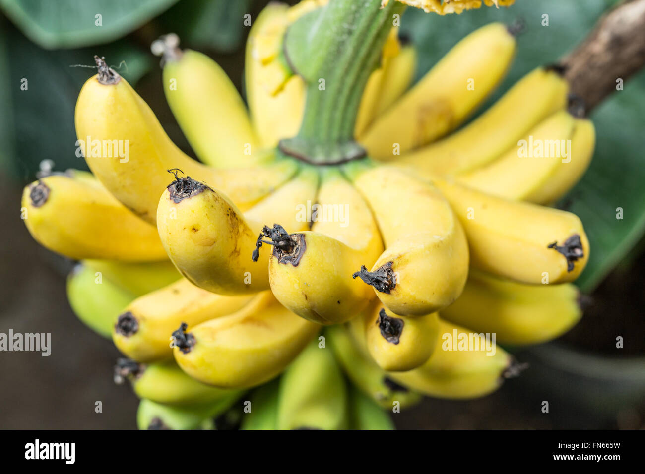 Bunch of banana fruits on the tree. Stock Photo