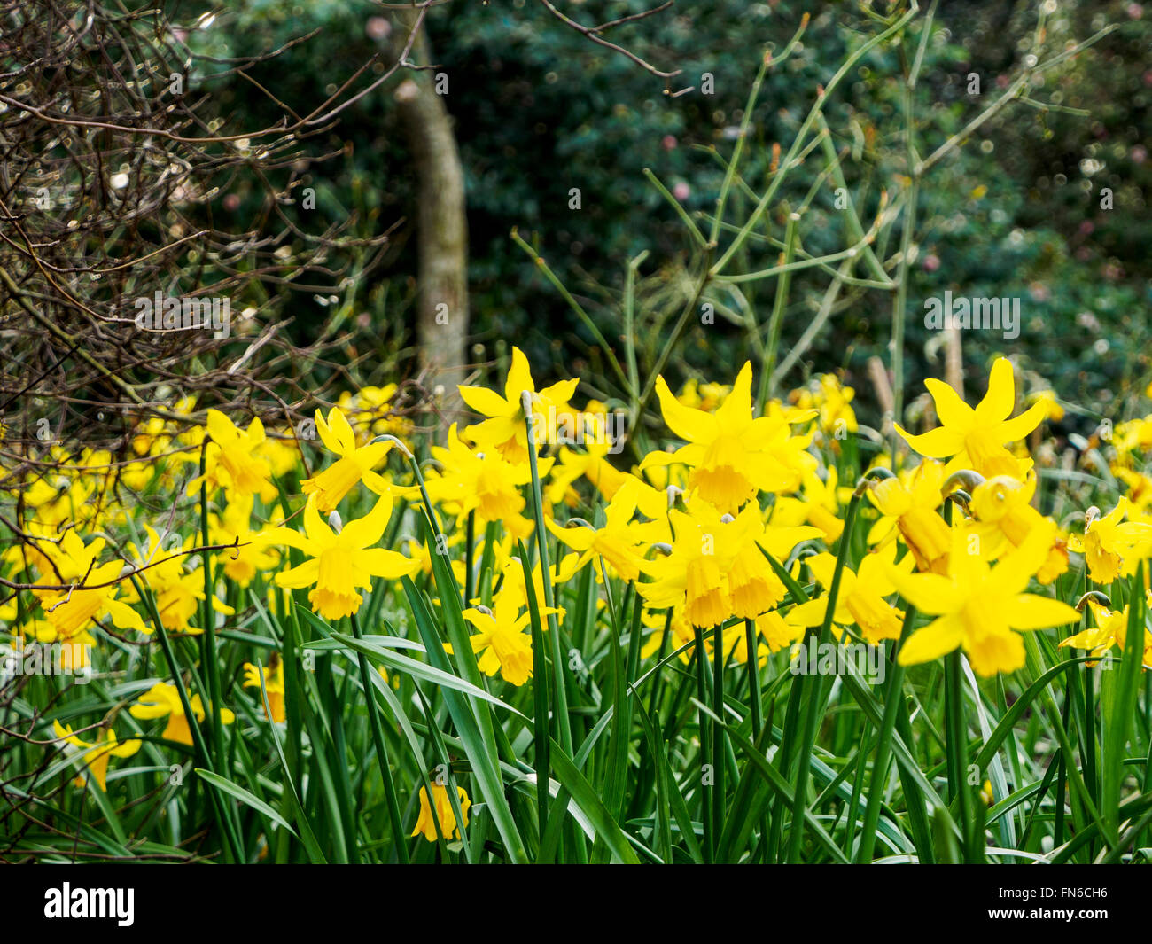 Daffodils are part of the narcissus family and are shown here in full