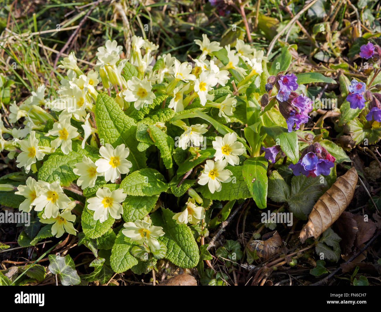 Primula vulgaris or primrose -  a self-seeded clump growing in a shady area of a country garden Stock Photo