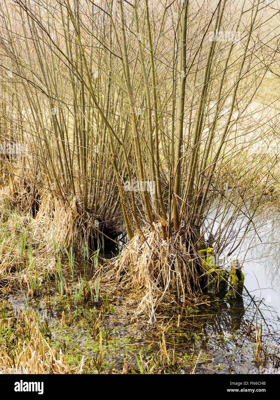 Growth on coppiced trees in the wetland area of Winnall Moors Nature Reserve, Winchester Stock Photo