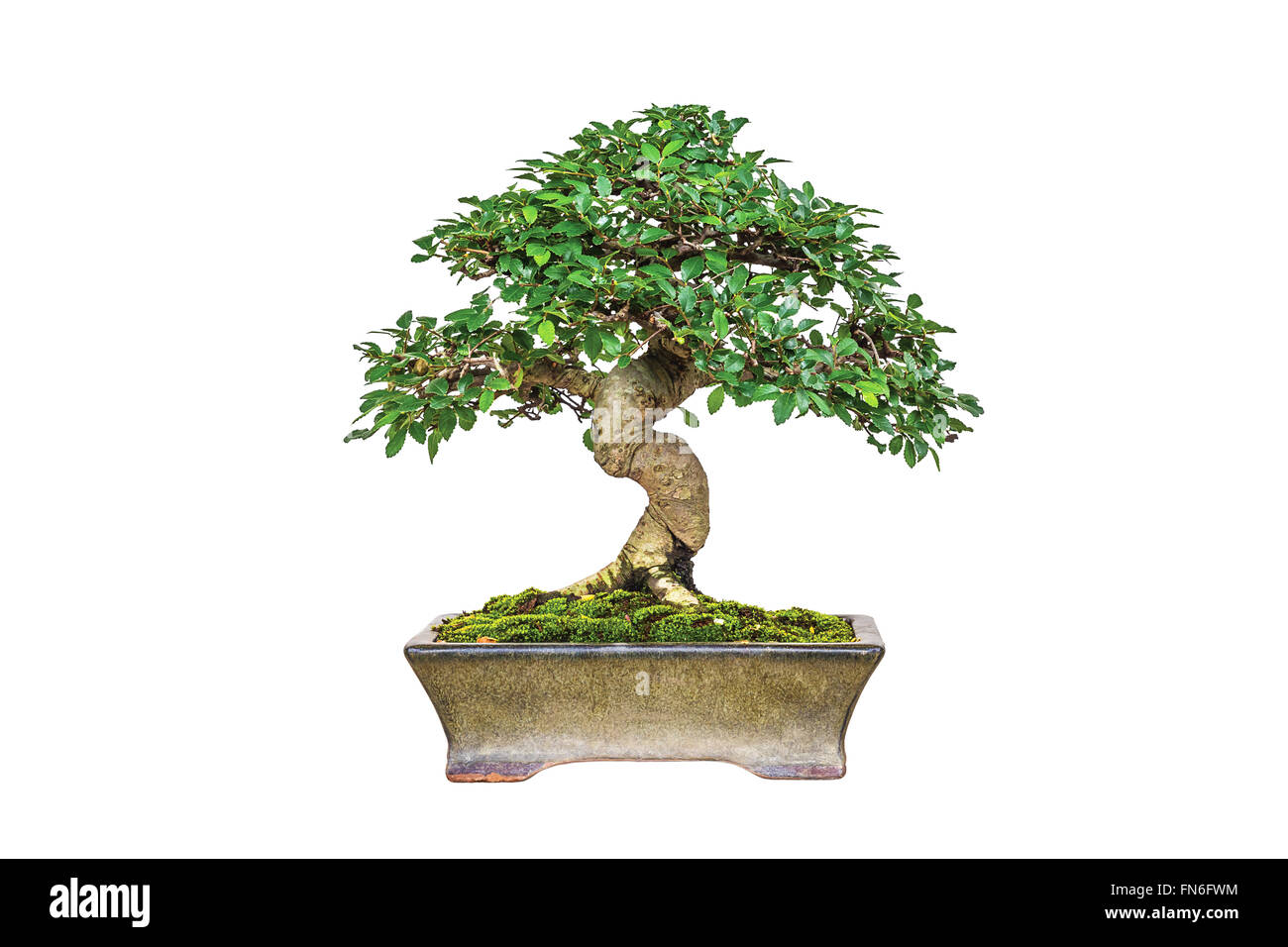 A photo of bonsai on white isolate background Stock Photo - Alamy