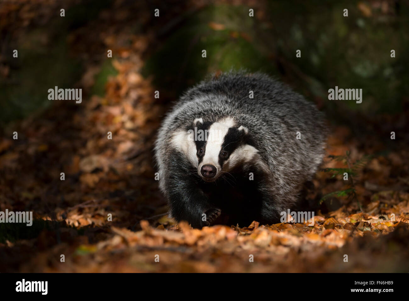 European Badger ( Meles meles ), adult animal, runs through a spotlight on the ground of a forest, looks funny, frontal shot. Stock Photo