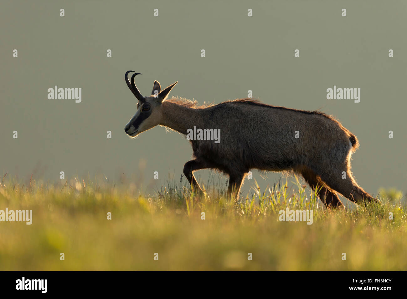 Chamois ( Rupicapra rupicapra ) in first morning light, walks along the edge of a mountain meadow, nice backlit situation. Stock Photo