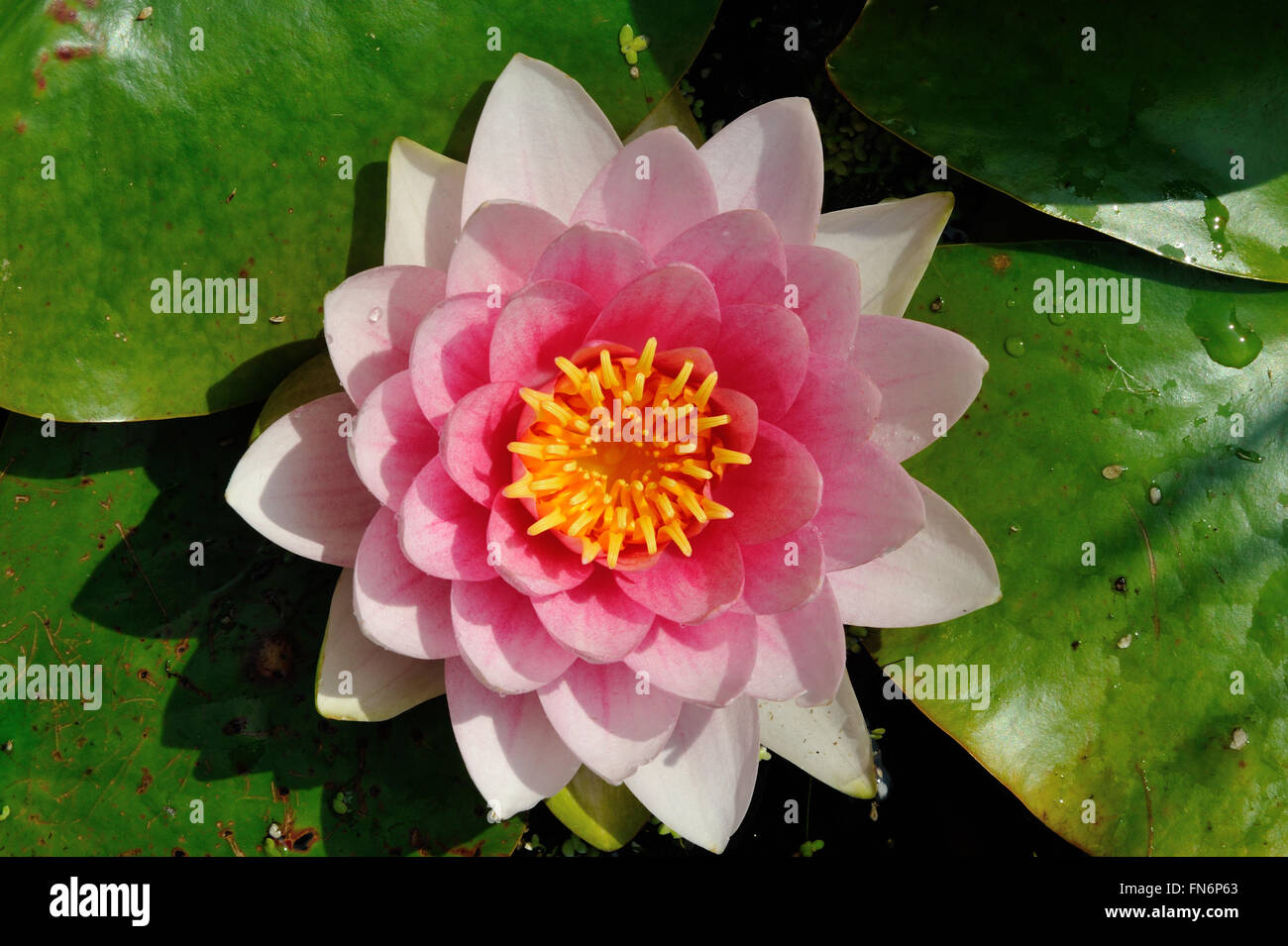 a lily flower in full bloom viewed from above with pink and white florets Stock Photo