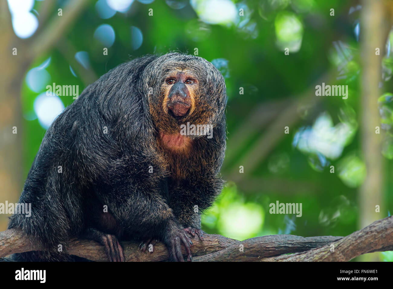 Saki Monkey Portrait Stock Photo - Alamy