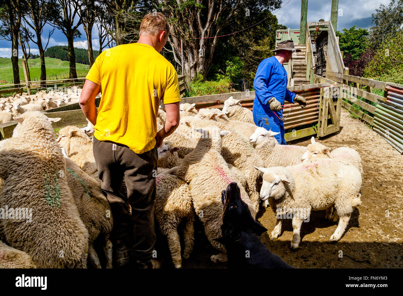 Sheep Being Loaded On To A Lorry, Sheep Farm, Pukekohe, New Zealand Stock Photo Alamy