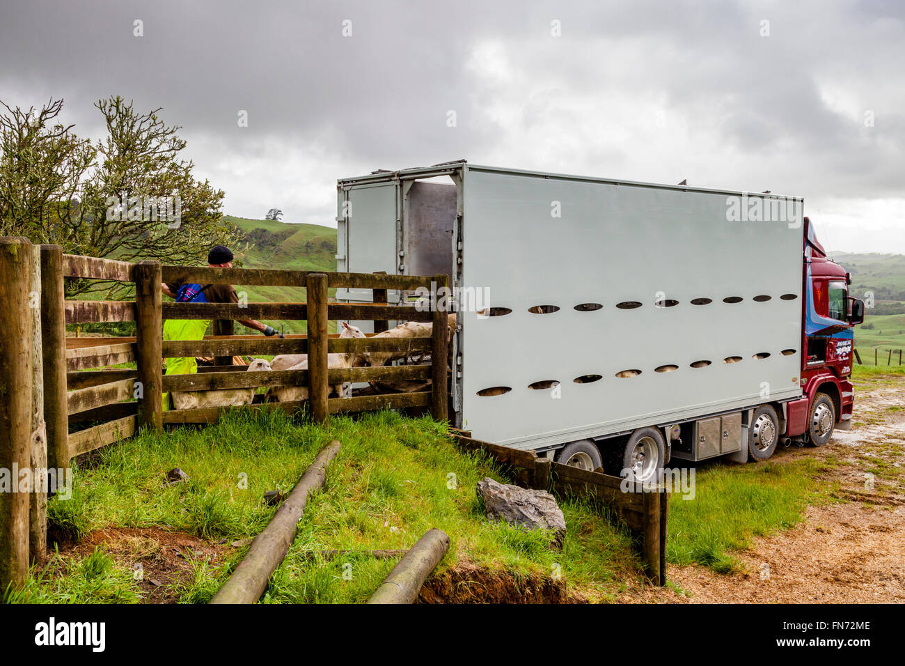 Sheep Being Loaded On To A Lorry, Sheep Farm, Pukekohe, New Zealand Stock Photo Alamy