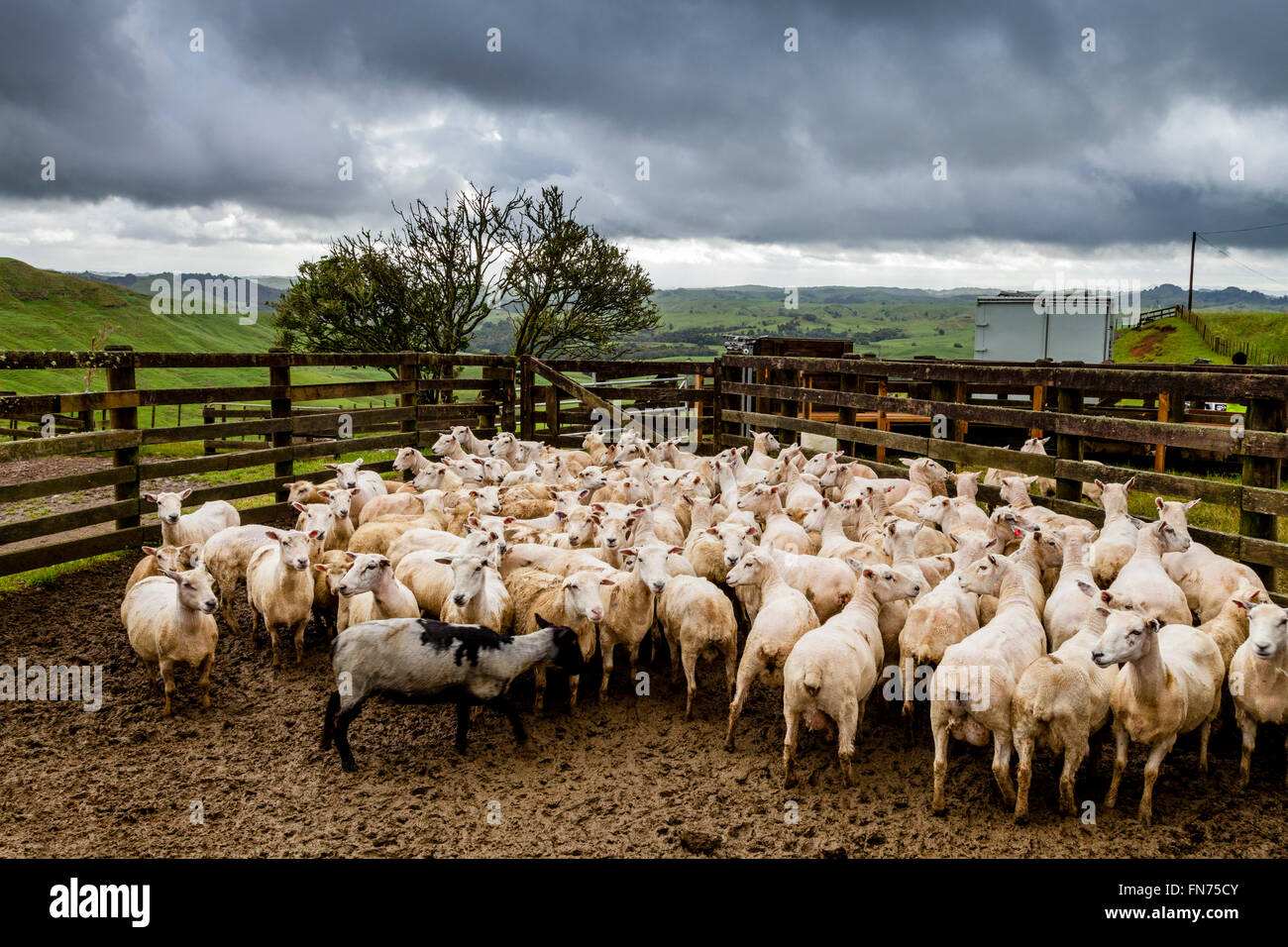 Sheep In A Pen Waiting To Be Sorted, Sheep Farm, Pukekohe, New Zealand
