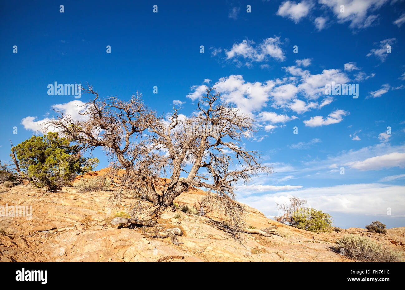 Wild landscape with dry tree and blue sky. Stock Photo