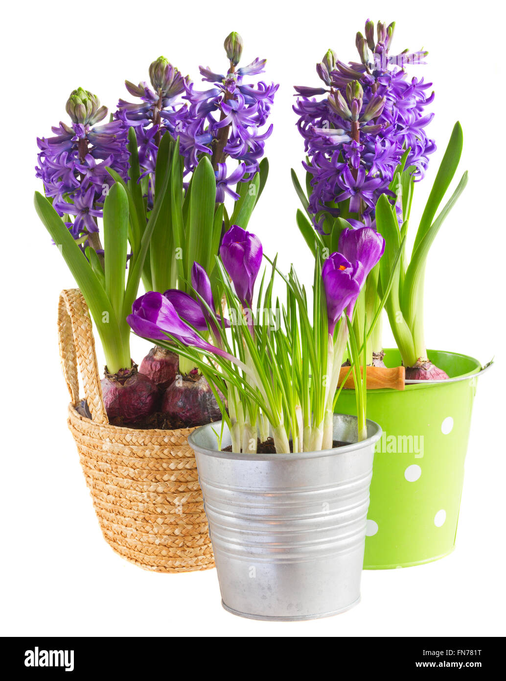 Spring flowers in pots Stock Photo Alamy