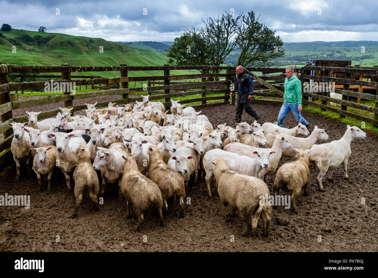 Two Sheep Farmers Herding Sheep, Sheep Farm, Pukekohe, New Zealand