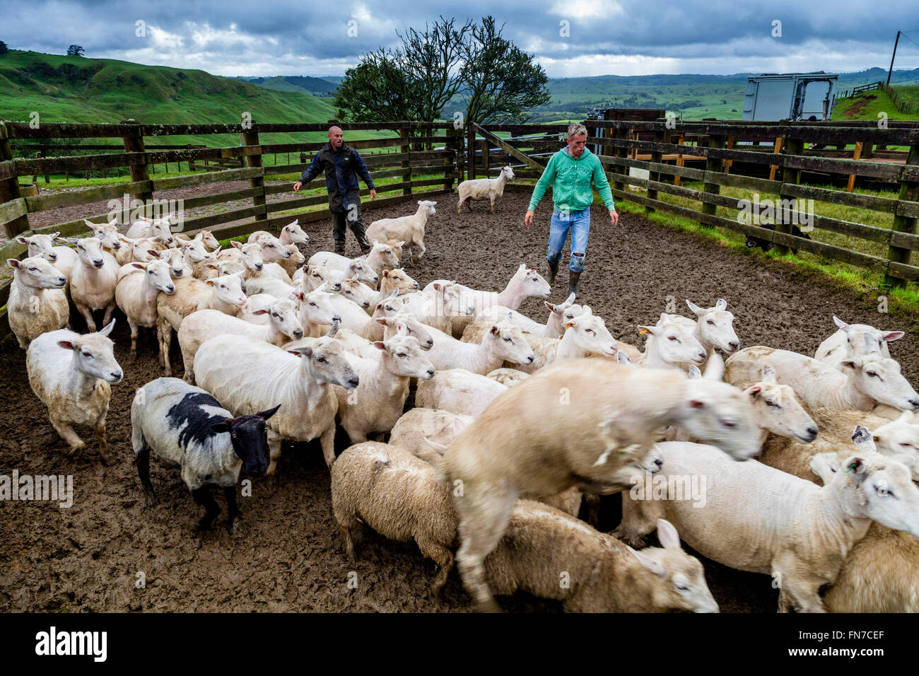 Two Sheep Farmers Herding Sheep, Sheep Farm, Pukekohe, New Zealand