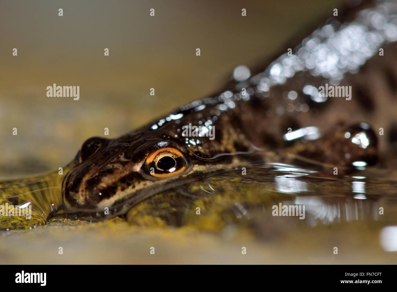 Smooth newt (Lissotriton vulgaris). Adult amphibian in the family Salamandridae emerging out of water, with orange eyes Stock Photo