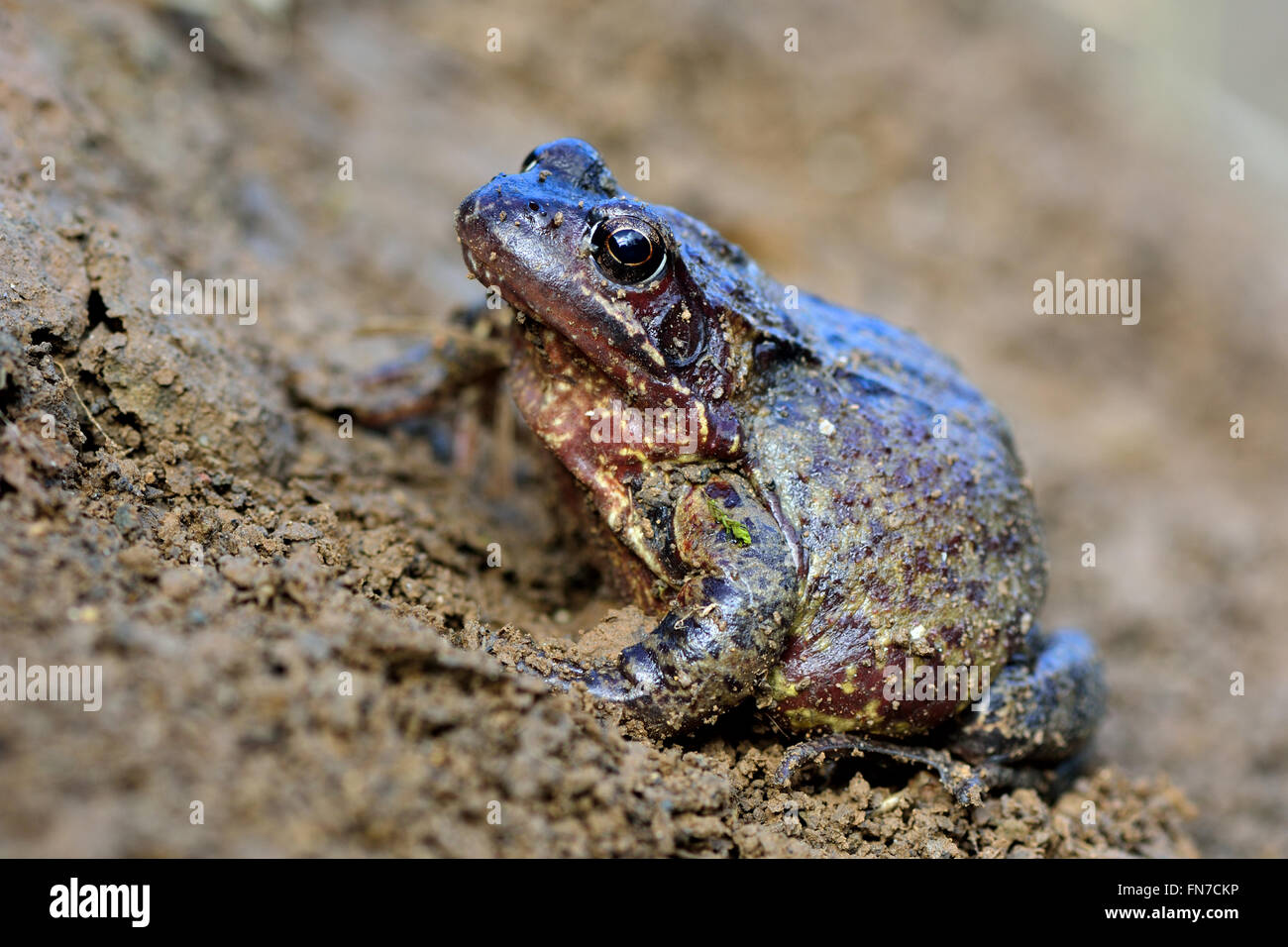 Common frog (Rana temporaria). Colourful amphibian in the family Ranidae, gravid female ready to lay eggs Stock Photo