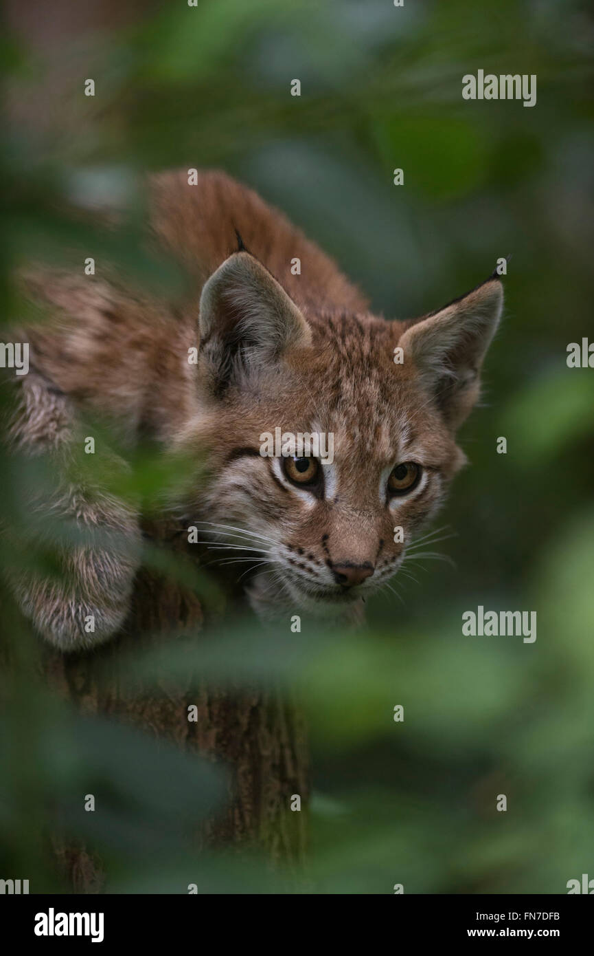 Eurasian Lynx / Eurasischer Luchs ( Lynx lynx ), playful cute cub, hidden in a bush, watches secretly through green foliage. Stock Photo