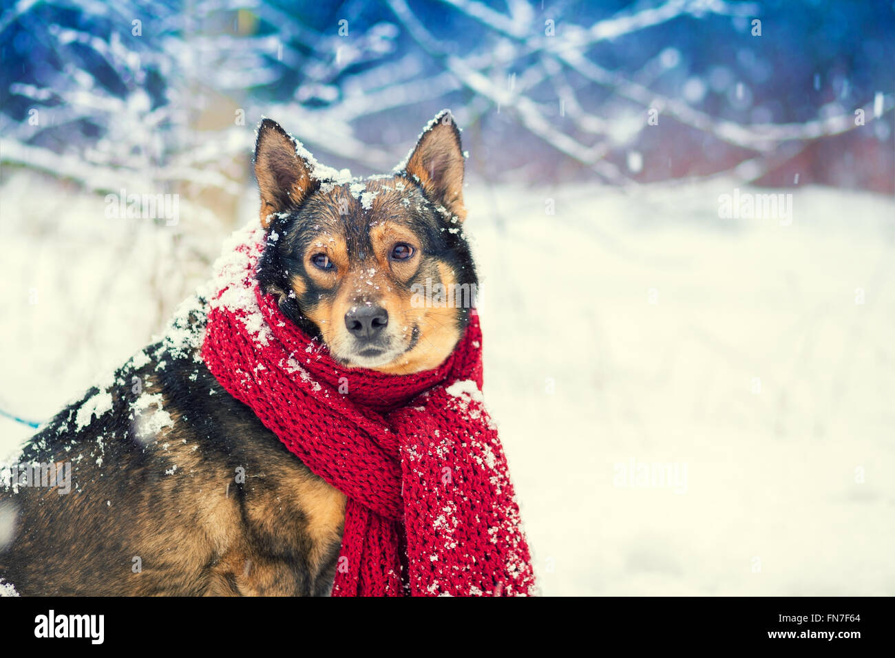Portrait of a dog with knitted scarf tied around the neck walking in