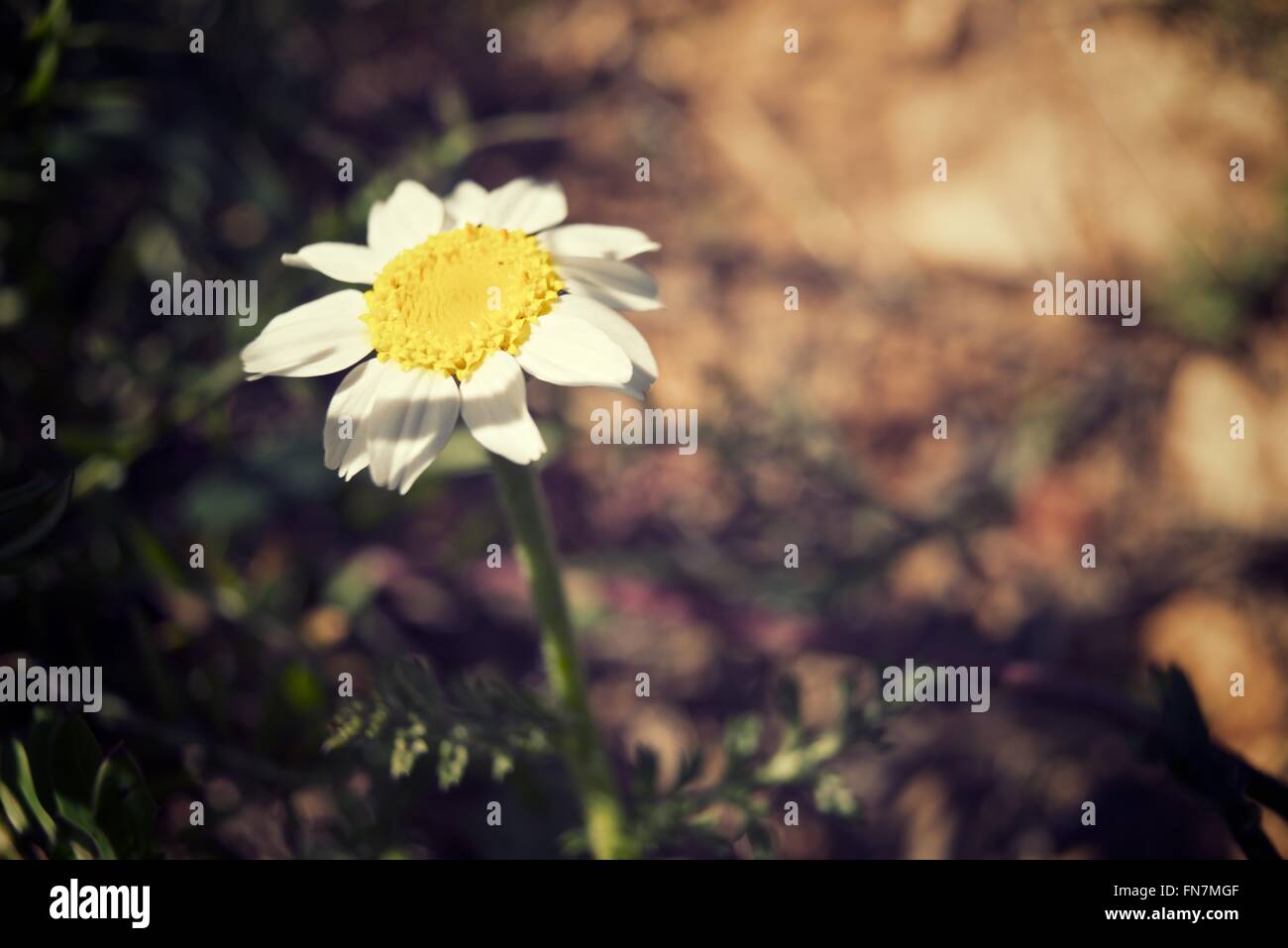 Wild flower close up in Zaragoza Province, Aragon, Spain Stock Photo