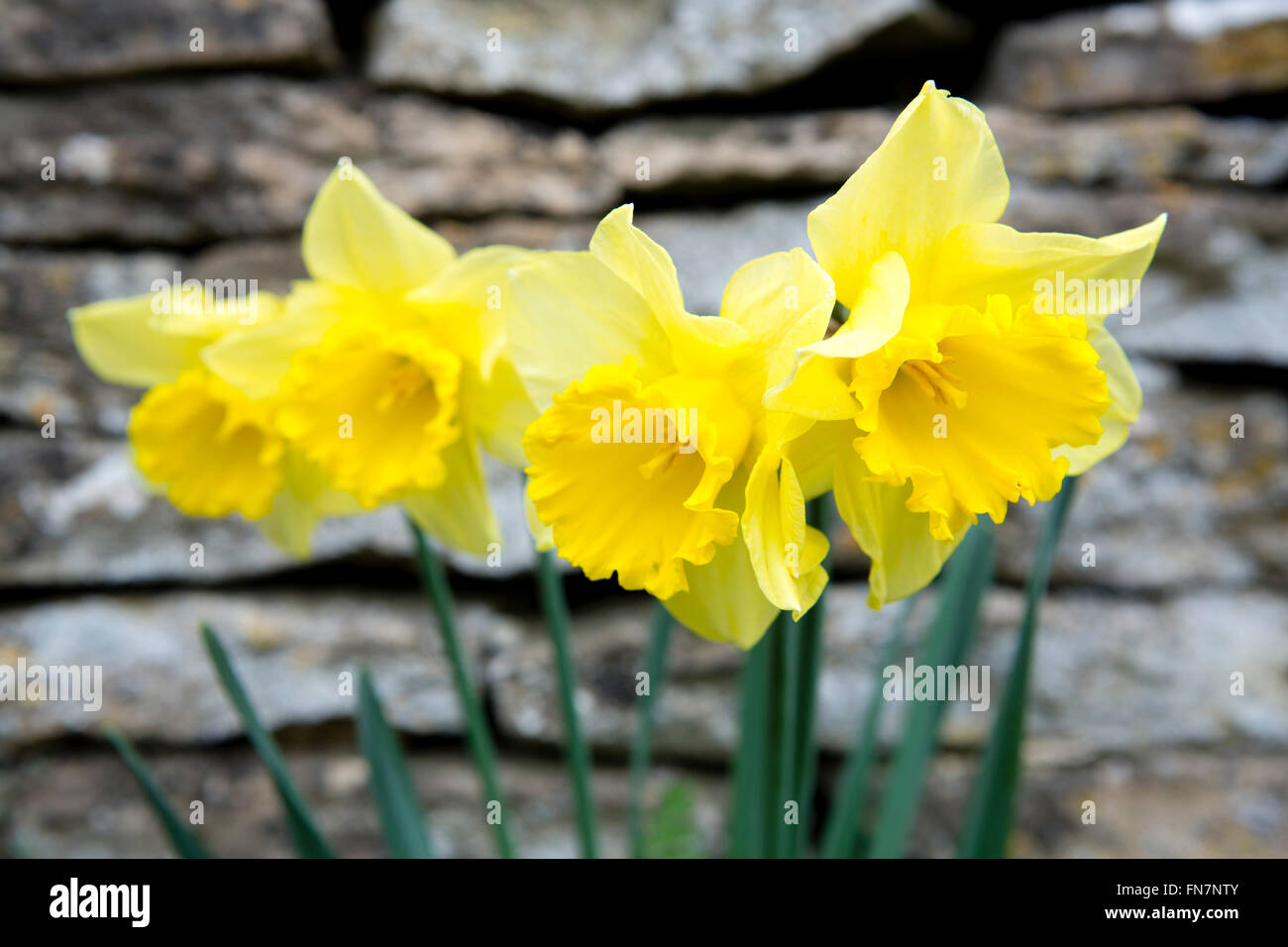 Daffodils grow in the grass along a dry stone wall at the front of