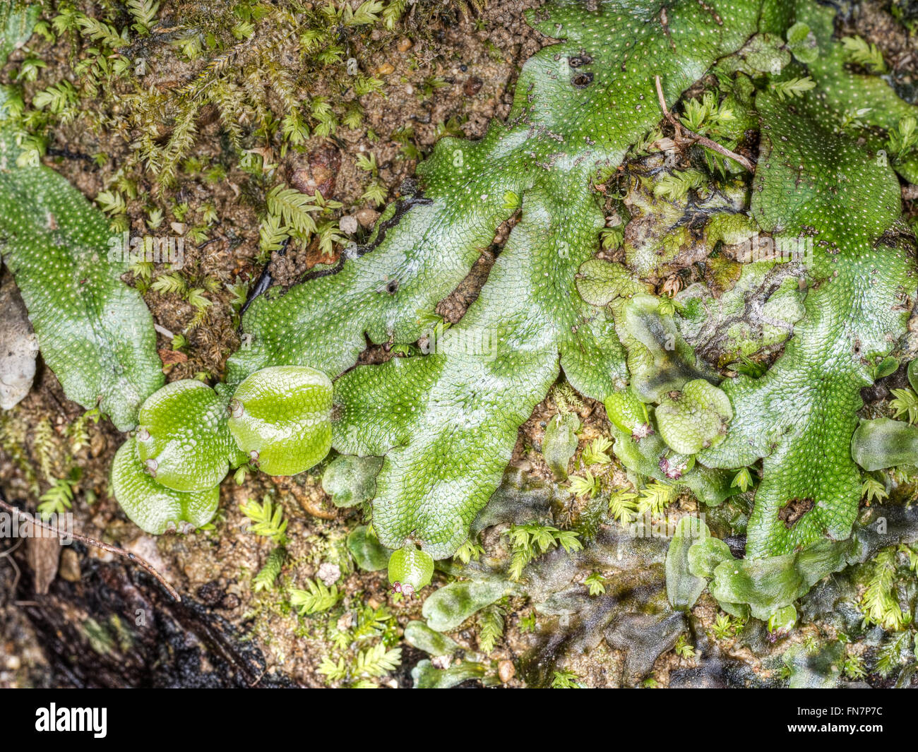 Liverwort macro detail. Conocephalum conicum. Stock Photo