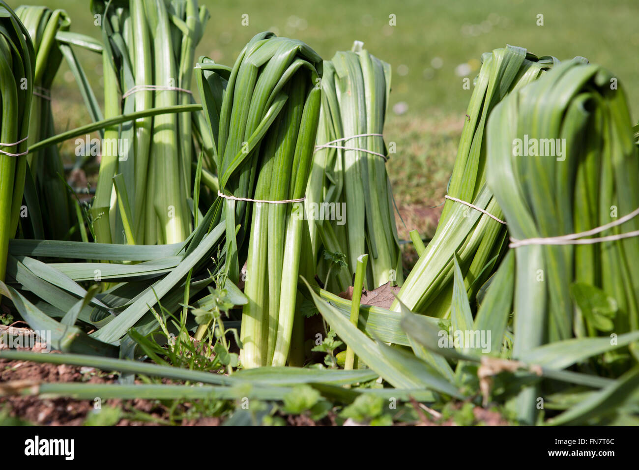Old daffodils that have flowered and are now bent over and tied with