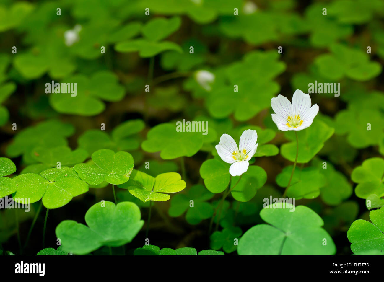 Common Wood Sorrel Blossom And Leaves Are Edible Oxalis Acetosella Stock Photo Alamy