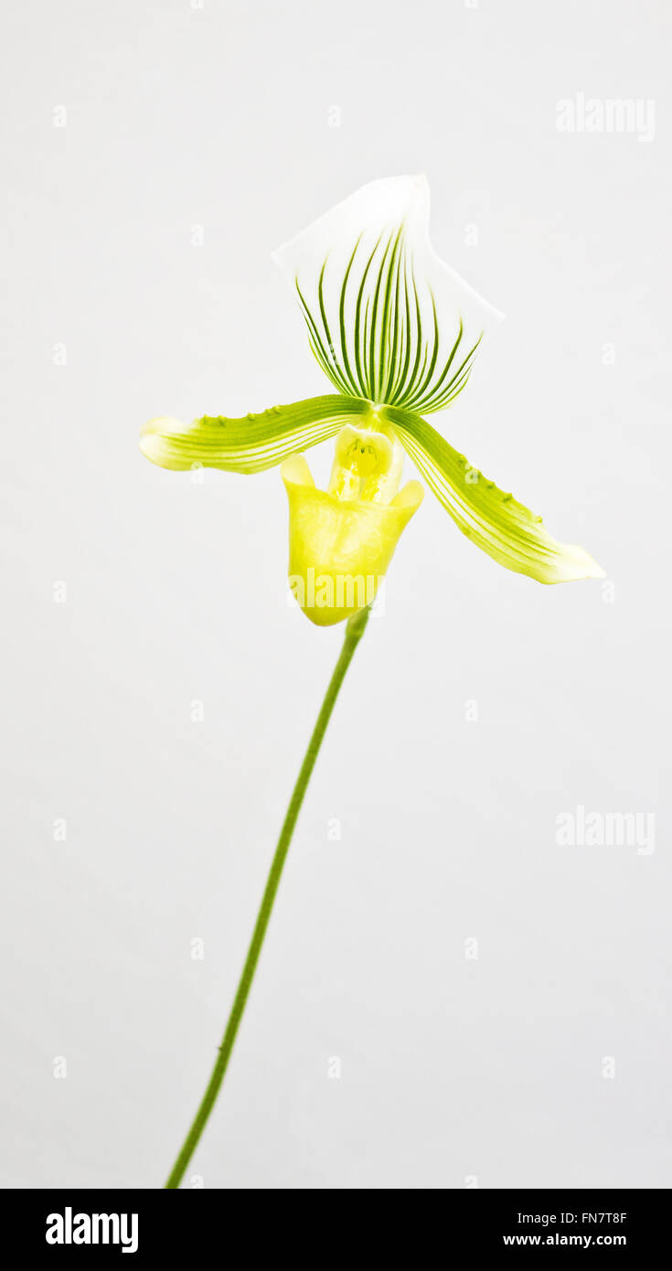 Green Lady's Slipper  flower - Paphiopedilum Maudiae Stock Photo