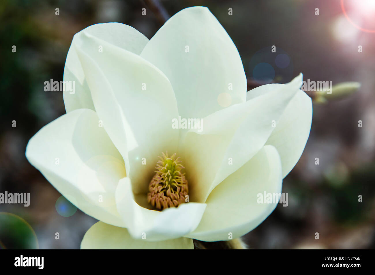 Blossoming white of magnolia flowers in spring time Stock Photo - Alamy