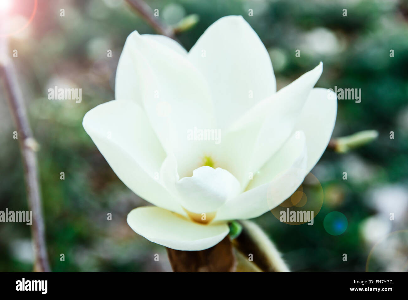 Blossoming white of magnolia flowers in spring time Stock Photo - Alamy