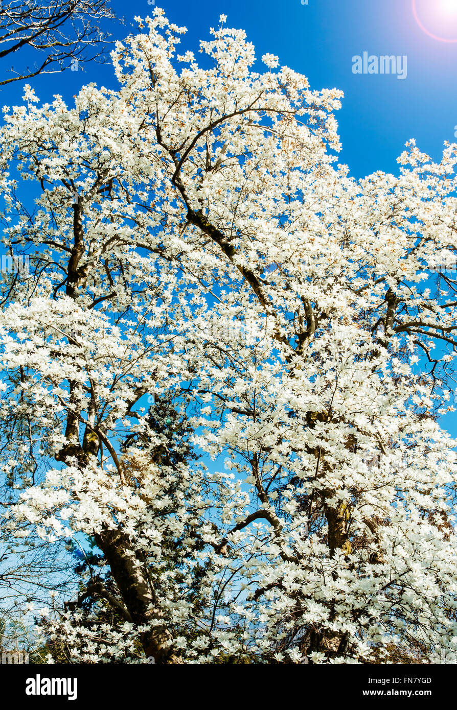 Blossoming white of magnolia flowers in spring time Stock Photo - Alamy