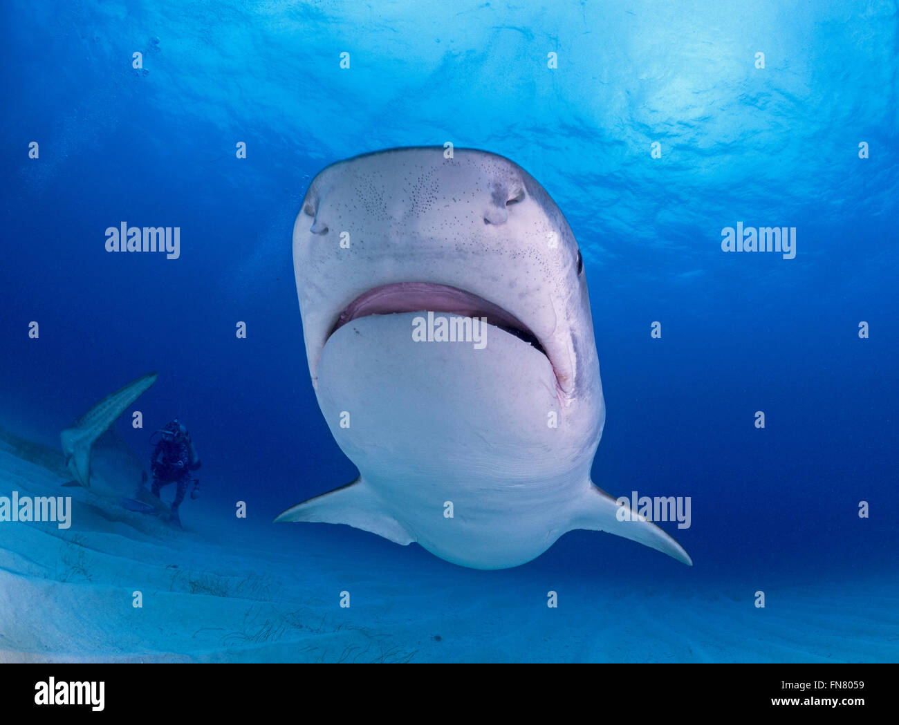 Scuba diving with Tiger Sharks Stock Photo Alamy