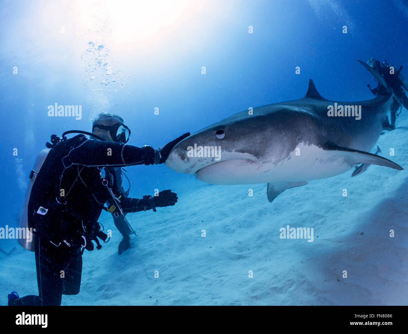 Scuba diving with Tiger Sharks Stock Photo Alamy