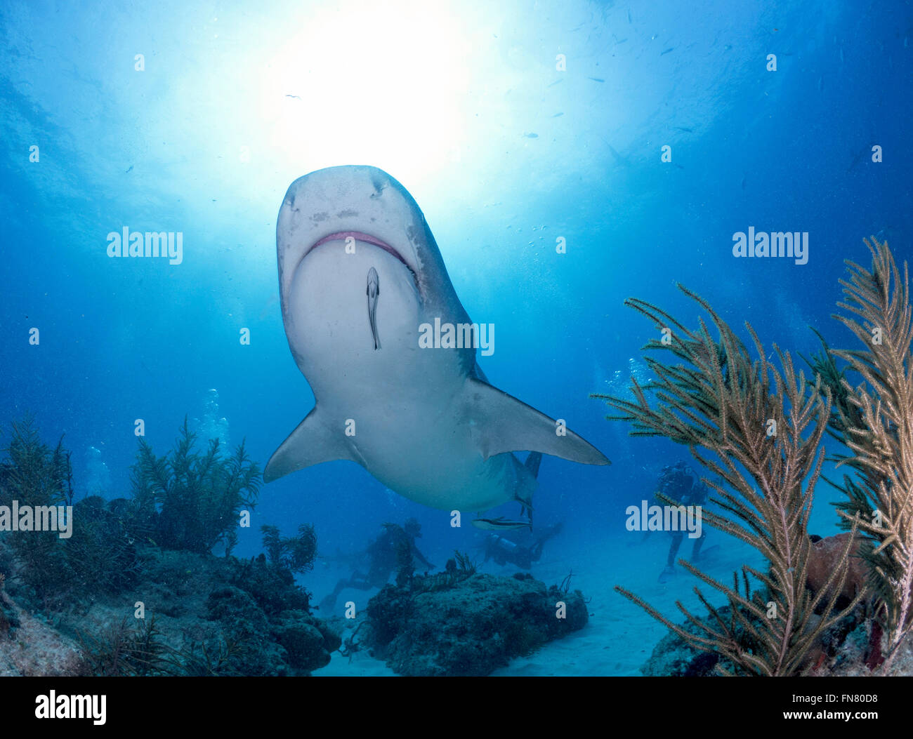 Scuba diving with Tiger Sharks Stock Photo Alamy