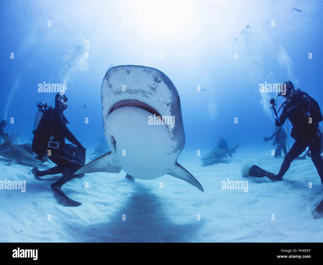 Scuba diving with Tiger Sharks Stock Photo Alamy