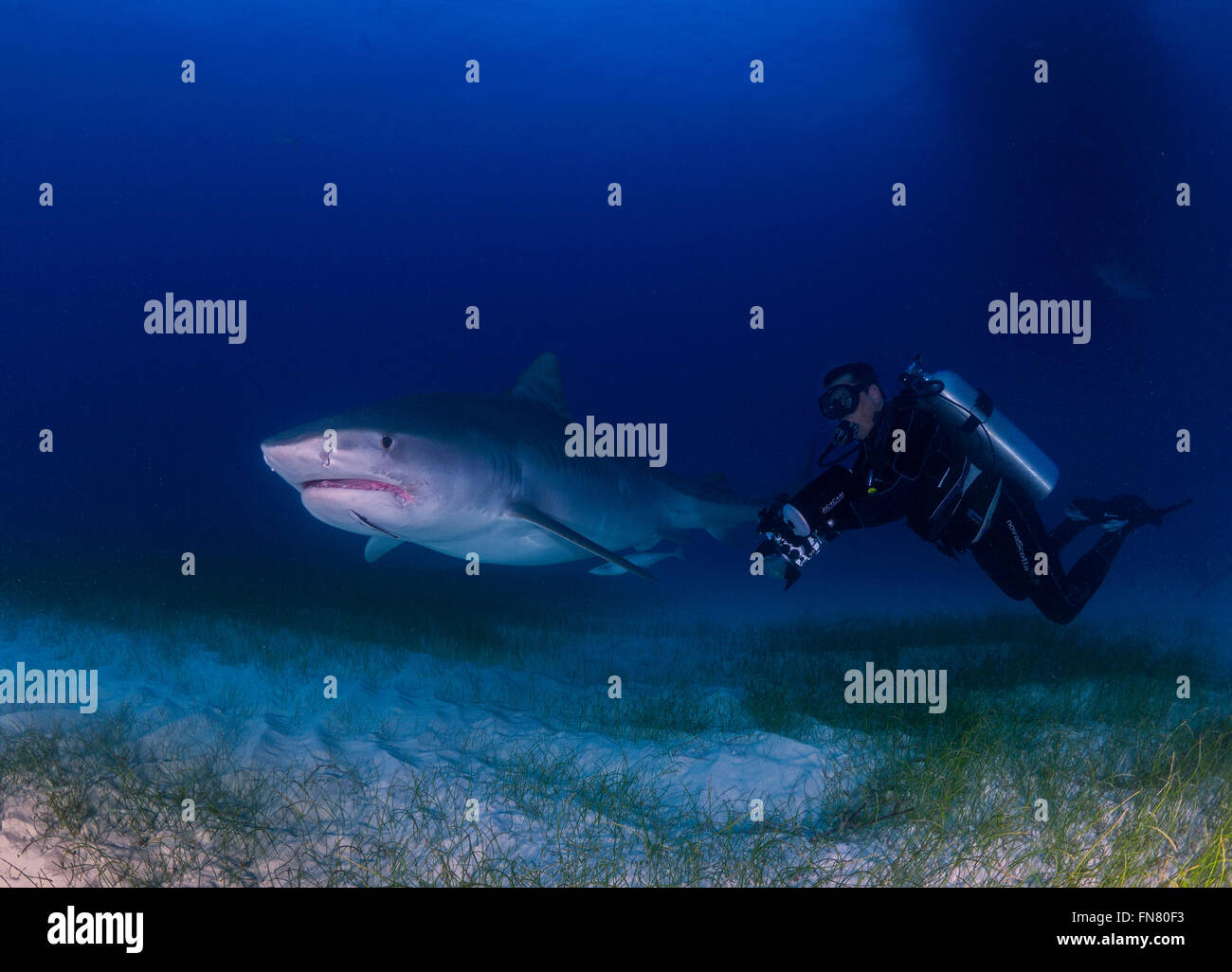 Scuba diving with Tiger Sharks Stock Photo Alamy