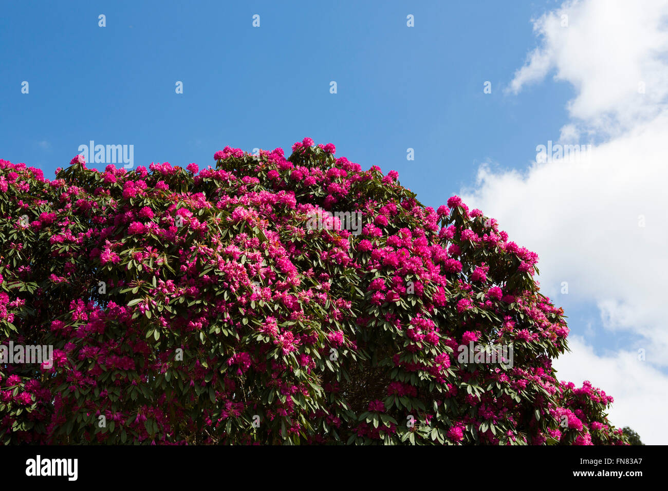 A huge pink rhododendron bush set aginst a deep blue sky with cloud Stock Photo