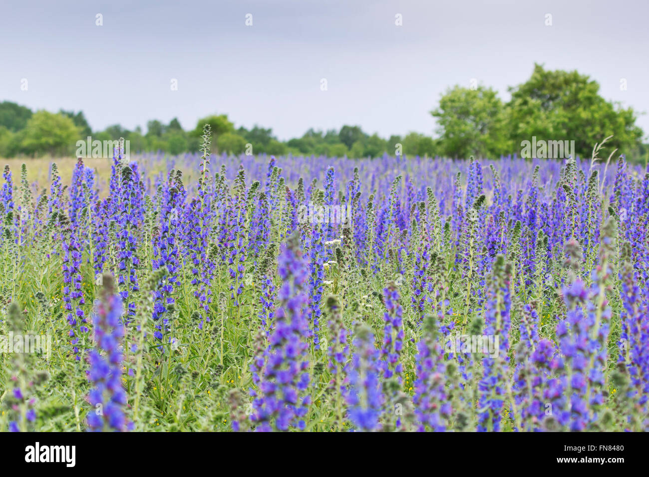 Viper's Bugloss,  Blueweed (Echium vulgare) blue natural field Stock Photo