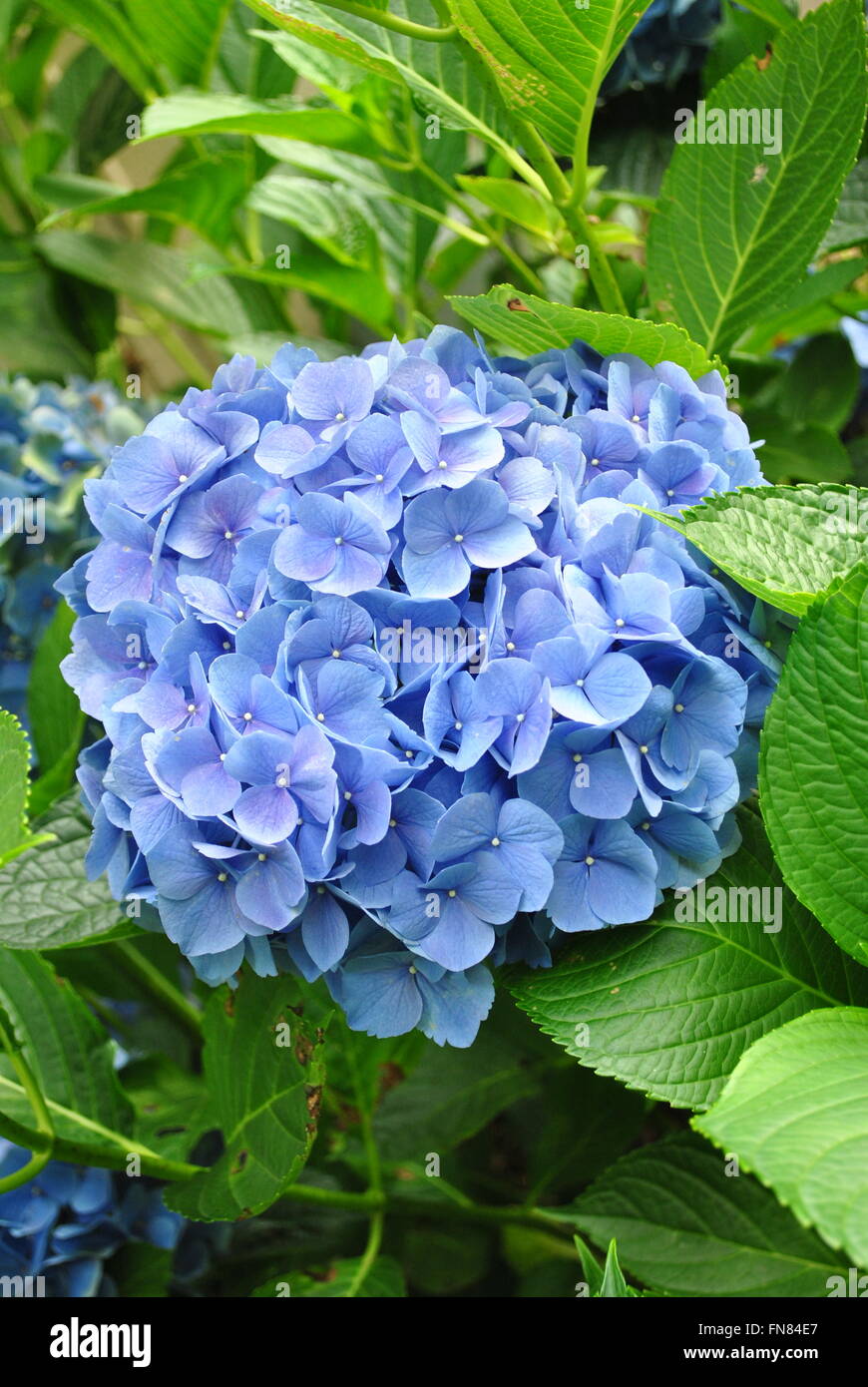 Perfect Summer Blue Hydrangea Stock Photo Alamy