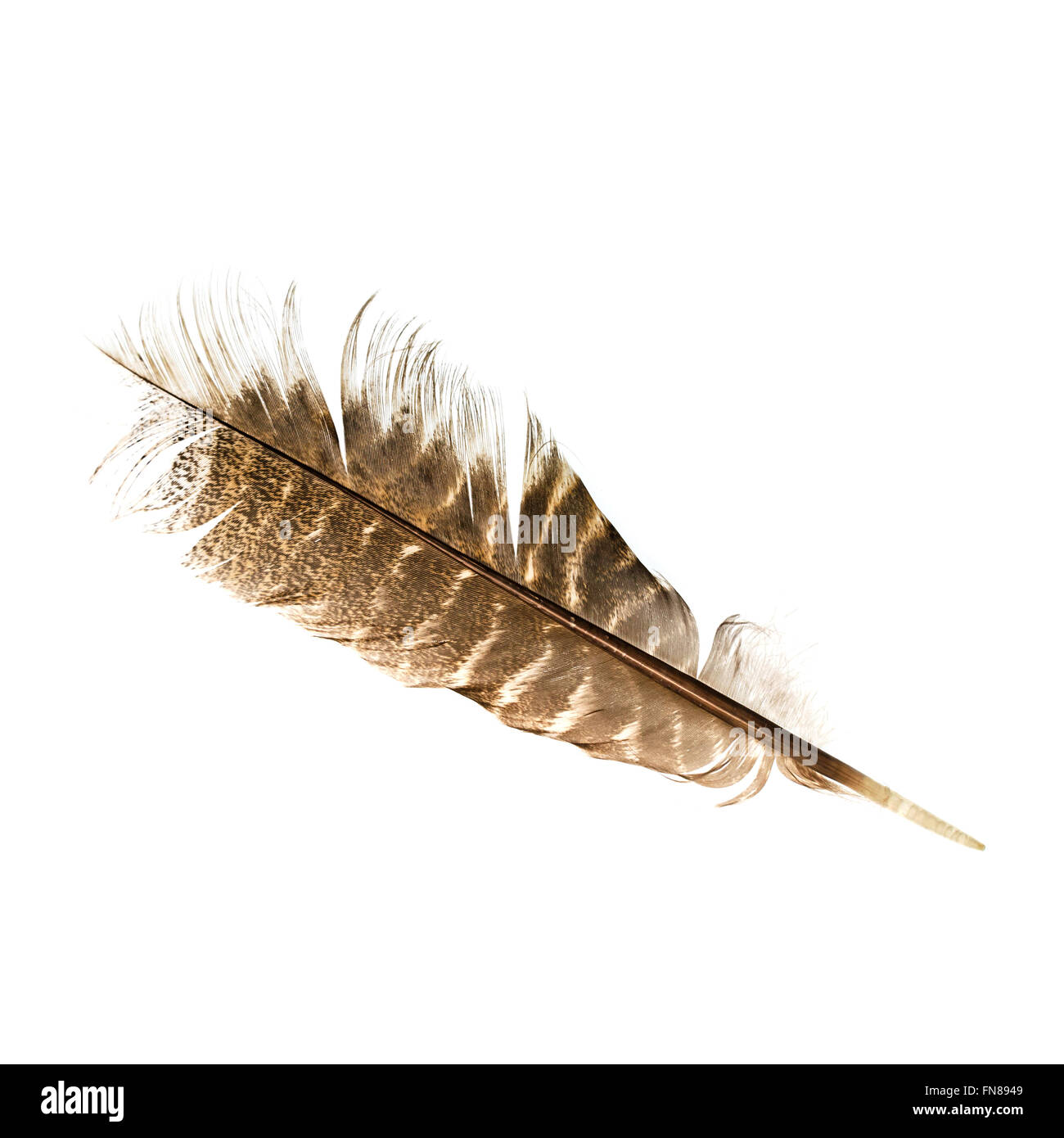 turkey feather identification