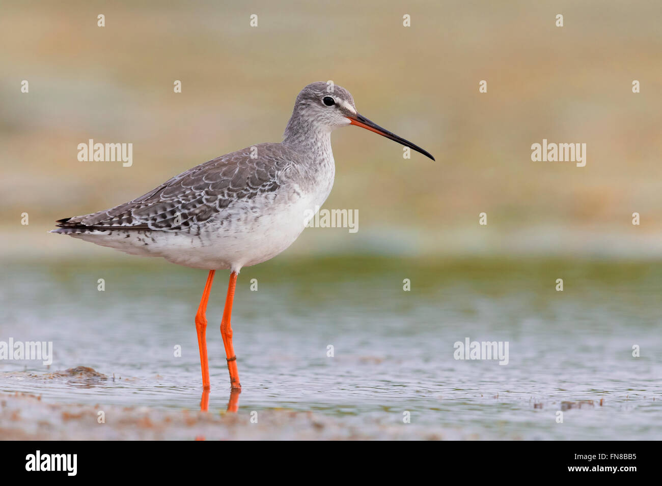 Spotted Redshank (Tringa erythropus), adult in winter plumage standing in the water, Campania, Italy Stock Photo
