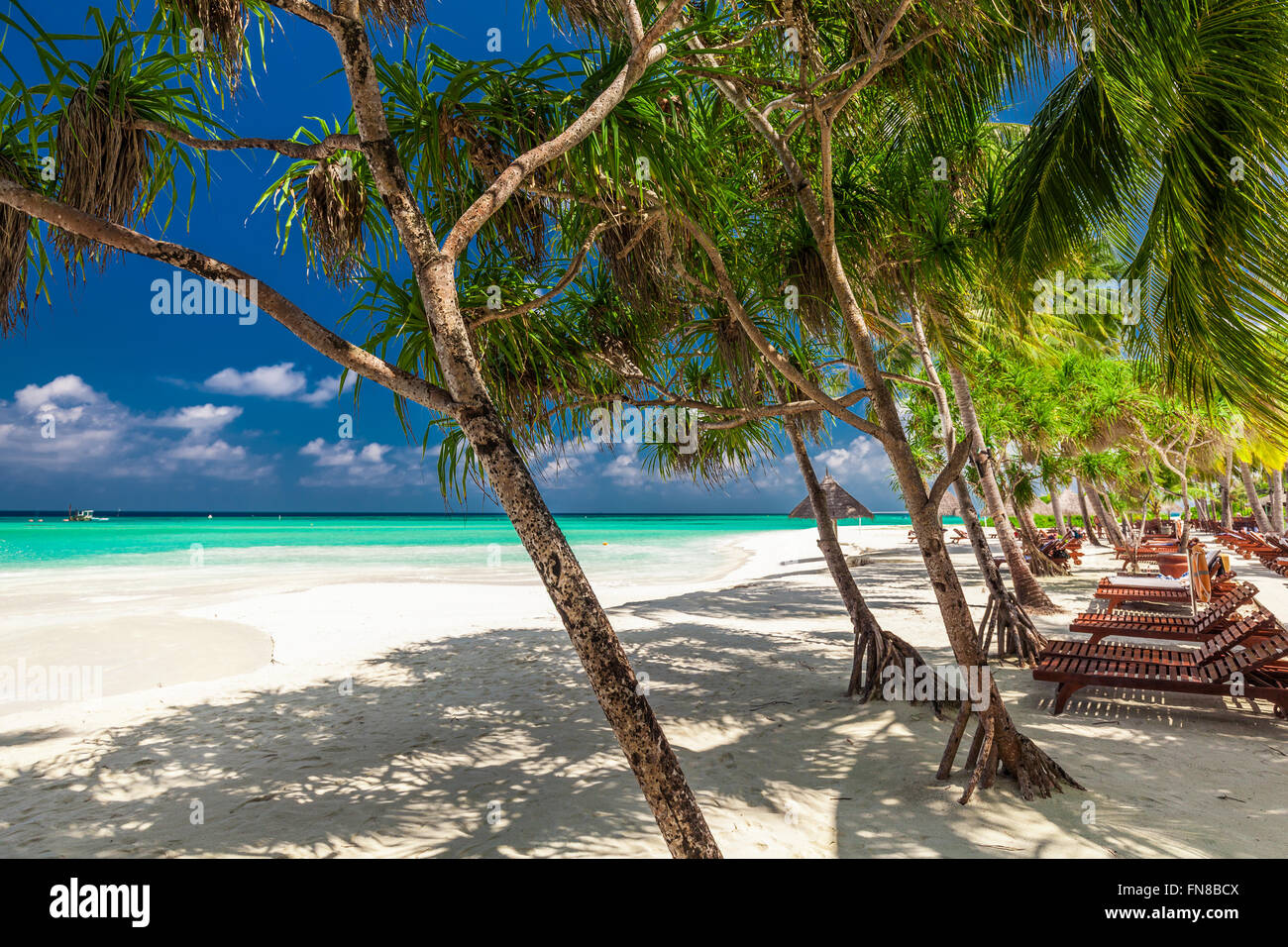 Beach beds in the shade of palm trees on tropical white sand beach in ...