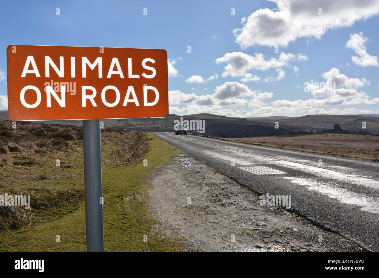 Sign warning of Animals on Road, with sheep and car behind. Dartmoor National Park, Devon, England Stock Photo
