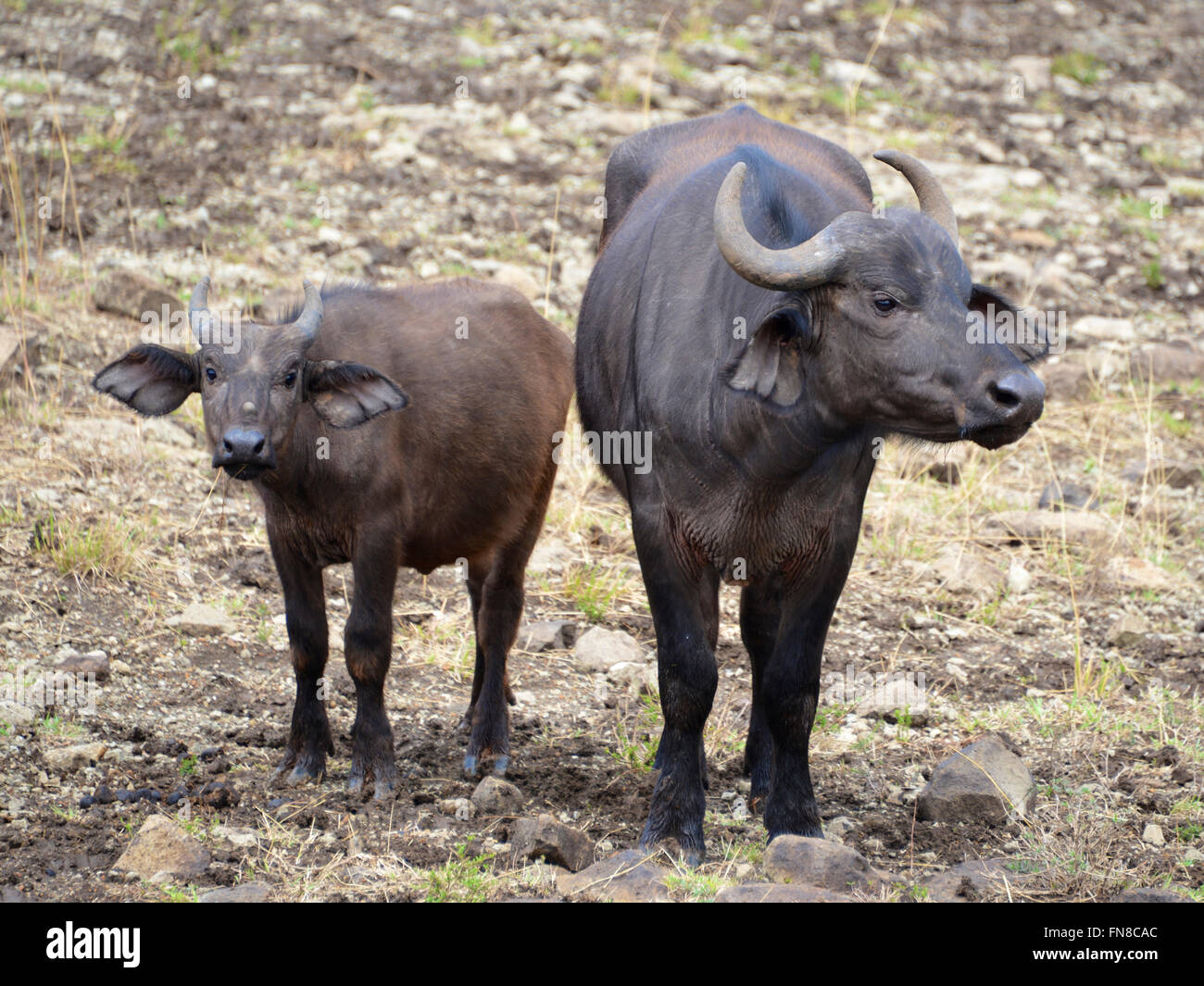 AFRICA KENYA Nairobi National Park. Water Buffalo at a water hole