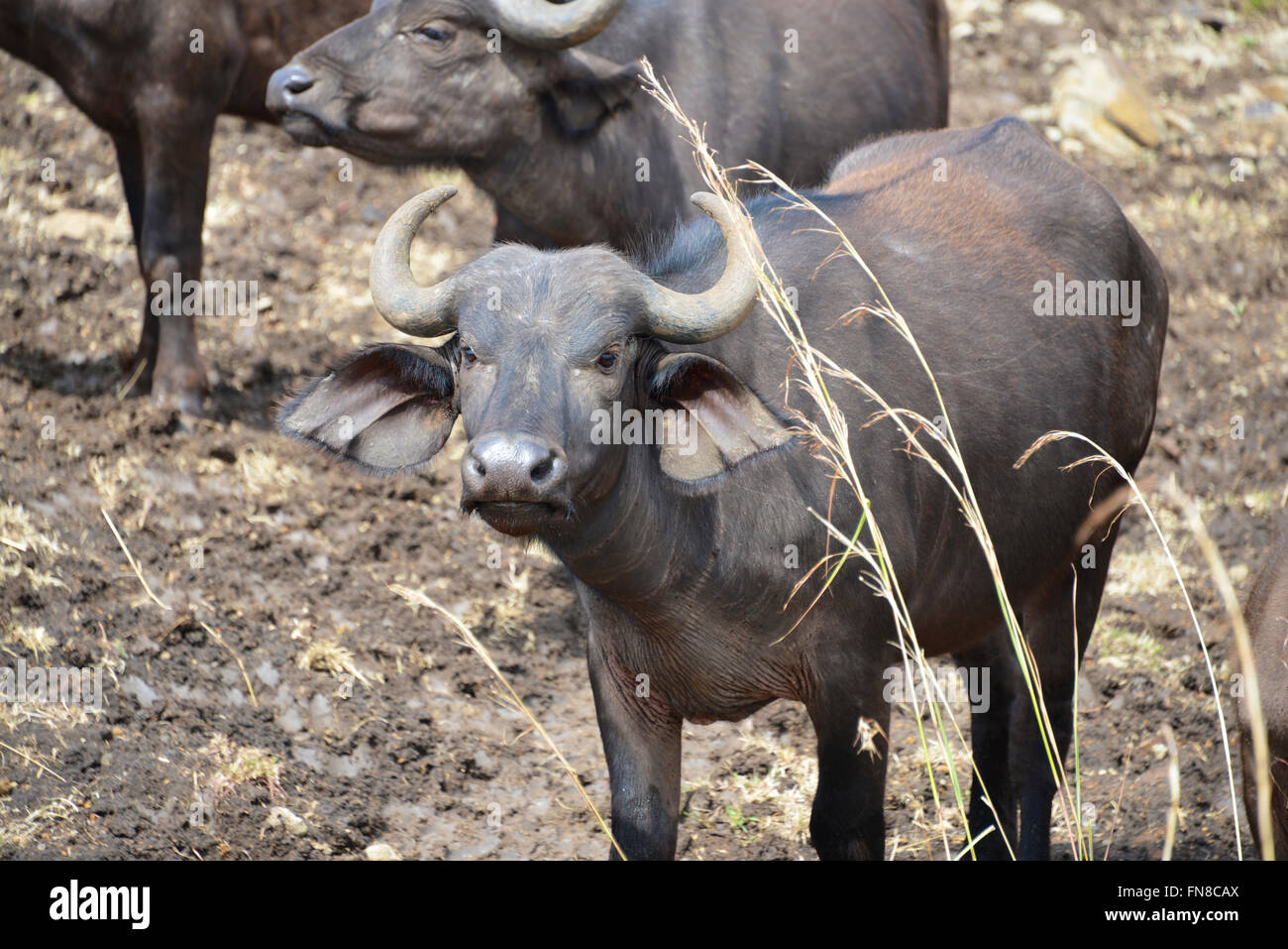 AFRICA KENYA Nairobi National Park. Water Buffalo at a water hole