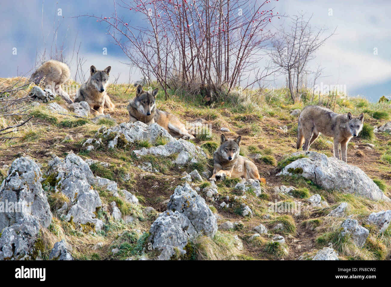 Italian Wolves, a herd of captive animals resting, Civitella Alfedena, Abruzzo, Italy Stock Photo