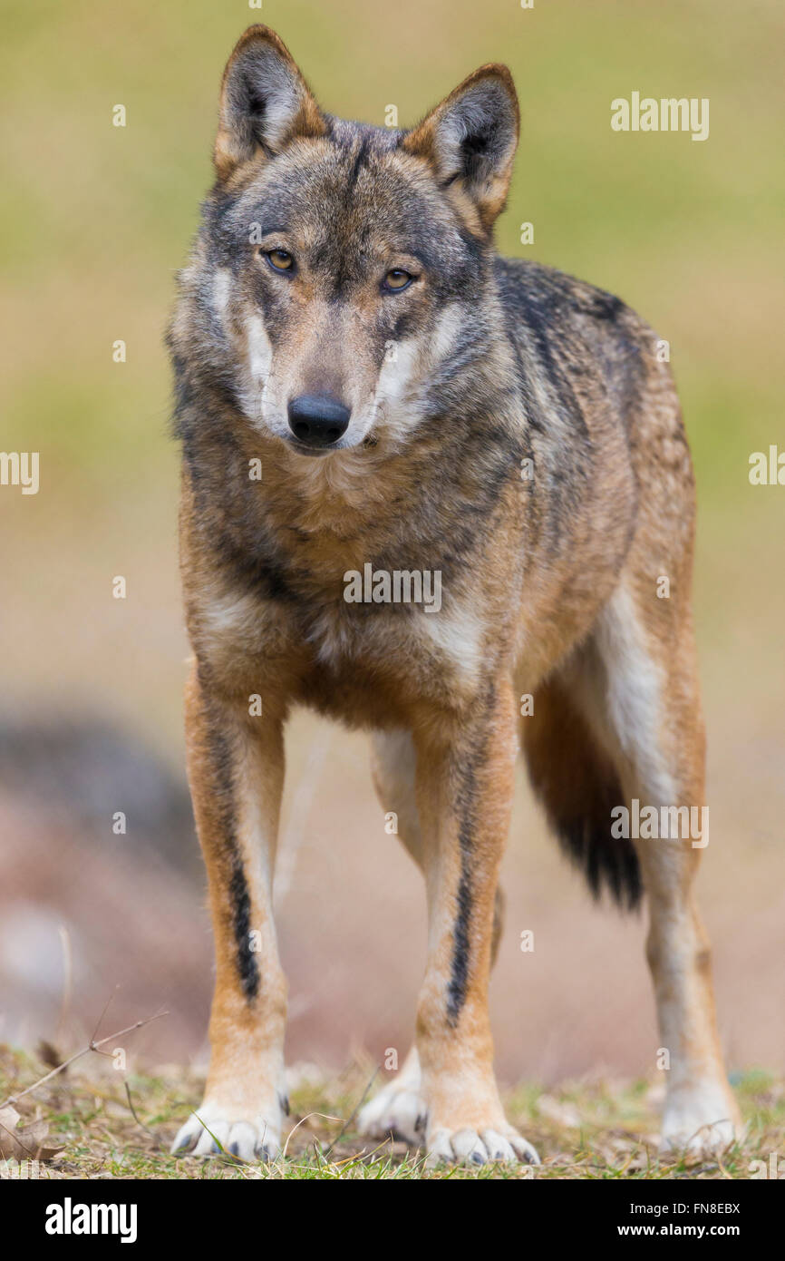 Italian Wolf (Canis lupus italicus), captive animal standing on the ground, Civitella Alfedena, Abruzzo, Italy Stock Photo
