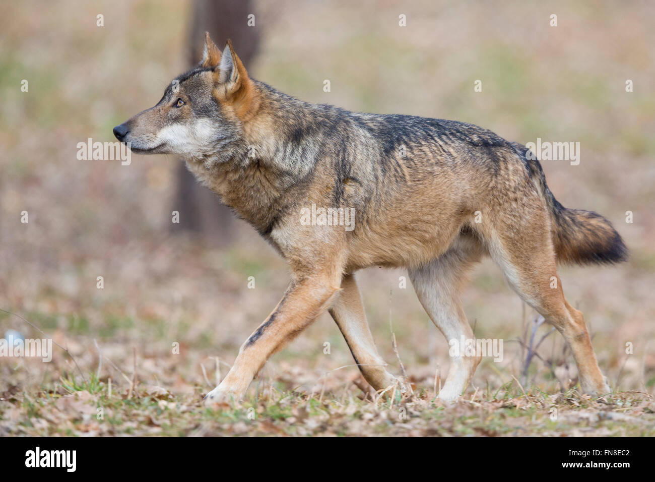 Italian Wolf (Canis lupus italicus), captive animal walking, Civitella Alfedena, Abruzzo, Italy Stock Photo